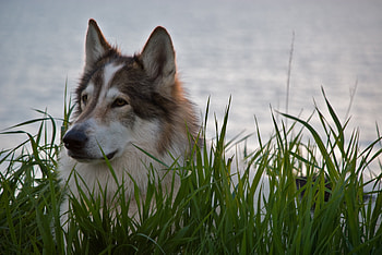 Animals, Predator, Grey, Wolf, Beast, Wool HD wallpaper