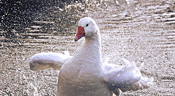 White goose, duck, bird HD wallpaper