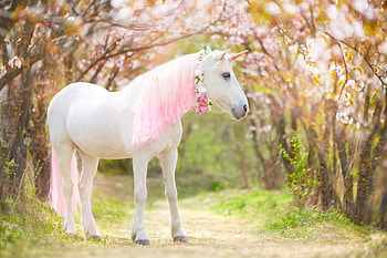 Adorable unicorn quotes, Captions for life, Magical inspiration, Whimsical thoughts HD wallpaper