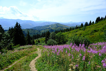 Nature, Flowers, Trees, Grass, Mountains, Path HD wallpaper