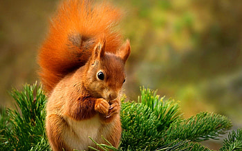 Squirrel with a bushy tail, sweet, cute, bushy, tail, tree, summer, playing, pine, adorable, lovely, boron, squirrel HD wallpaper