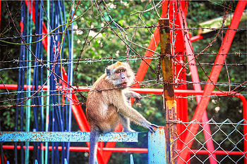 Animals, Monkey, Zoo, Barbed Wire HD wallpaper