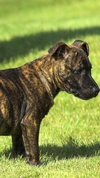 Brindle Dog Breeds, Brindle Scotty HD phone wallpaper