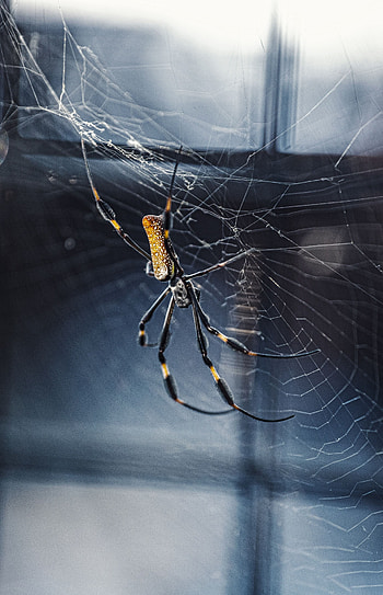 Web, Macro, Insect, Spider, Weaving, Braiding HD phone wallpaper