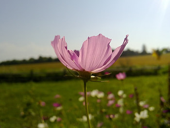 Plants, Flowers HD wallpaper