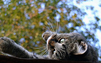 Animals, Trees, Background, Cat, To Lie Down, Lie, Muzzle, Playful, Roof HD wallpaper