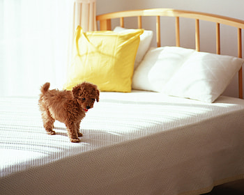 Animals, Morning, Puppy, Bed, Curls HD wallpaper