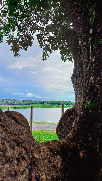 of a lake between a tree, lake, tree, green, light HD phone wallpaper