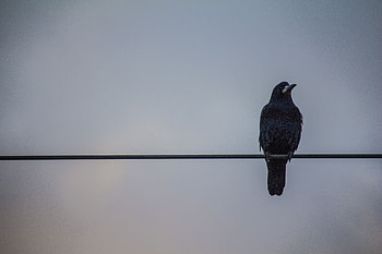 Bird, Minimalism, Wires, Wire, Raven HD wallpaper