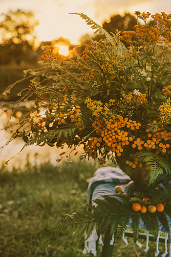 Flowers, Bouquet, Sunlight, Wildflowers HD phone wallpaper