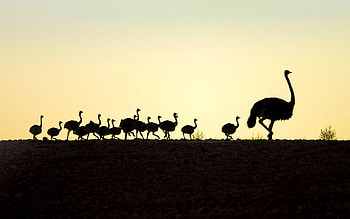Elegant ostrich , Exquisite design, Sophisticated bird, Delightful aesthetic HD wallpaper