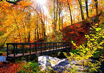 Autumn, river, woods, fall, leaves, bridge, trees, splendor, water HD wallpaper