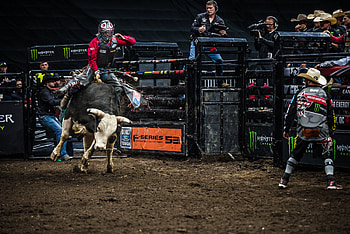 Bullriding discovery, Rodo sur taureau, Exciting rodeo sport, Thrilling rides HD wallpaper
