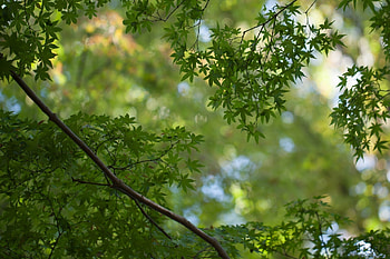 Nature, Leaves, Branches HD wallpaper