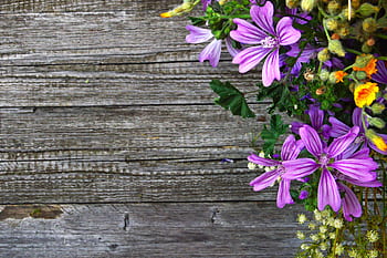 Vibrant purple wildflowers arranged on a rustic wooden surface providing natural beauty and texture. HD wallpaper