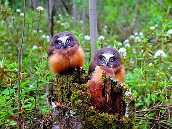 It is twins?, natura, padure, prietene, bufne HD wallpaper