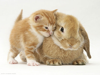 Kitten, Bunnies HD wallpaper
