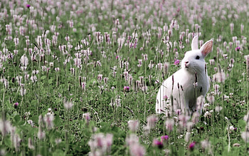 Animals, Flowers, Grass, Field, Hare HD wallpaper