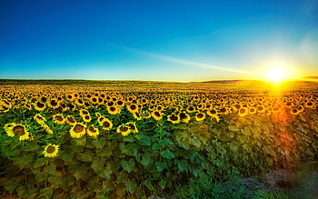 Landscape, Fields, Sunflowers HD wallpaper