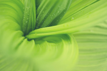 Leaves, Plant, Macro HD wallpaper