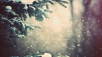 Morning sunlight, Reflecting on spruce, Winter branches, Delicate beauty HD wallpaper