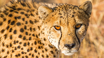 Ultra cheetah , Exquisite wild cat, Captivating spotted pattern, Nature's masterpiece HD wallpaper