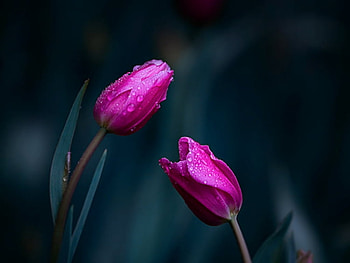 Pink tulips, Tulips, Spring, Pink, Blue HD wallpaper