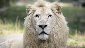 .wiki-White-Lion---PIC-WPE003738 HD wallpaper