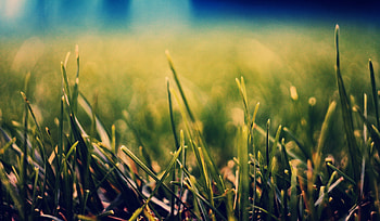 Nature, Grass, Macro HD wallpaper