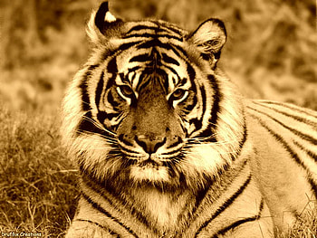 Sepiatone tiger, sepiatone, tiger, wildlife HD wallpaper