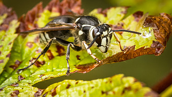Bald-faced hornet, Wasp HD wallpaper