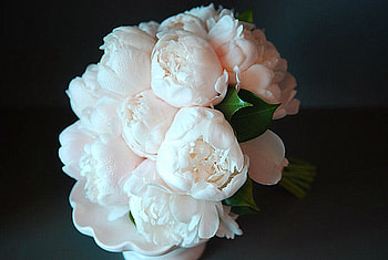 Soft blush, pink, white, peonies, black background, flowers HD wallpaper