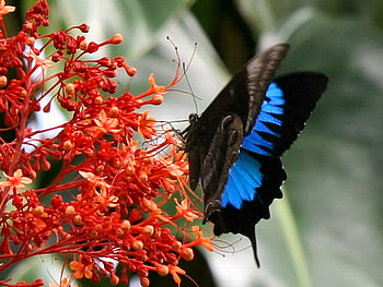 BEAUTY of the sky, blue, red flowers, black, butterfly HD wallpaper
