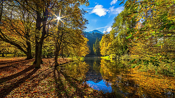 Tree, Fall, Nature, Landscape, Austria, , Tyrol HD wallpaper