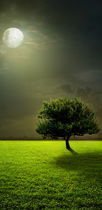 Trees, Full Moon, , Tree, Grass, Moon HD phone wallpaper