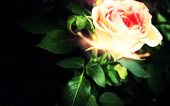 Abstract, Shine, Light, Rose Flower, Rose, Petals HD wallpaper