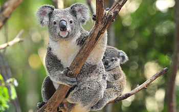 Eucalyptus trees, Koalas HD wallpaper