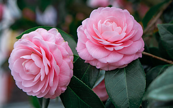 pink camellia, pink flowers, bush camellia, background with pink camellia, background with flowers, camellia HD wallpaper