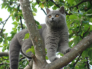 Animals, Leaves, Sit, Cat, Branches HD wallpaper