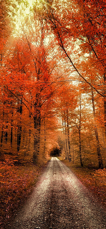 Autumn , 12, Nature HD phone wallpaper
