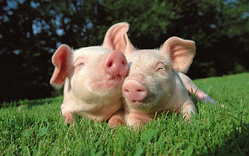 | Background ID:115554. Animal Pig HD wallpaper