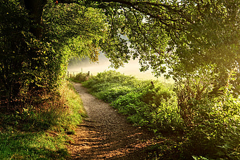 Nature, Trees, Grass, Bush, Forest, Path HD wallpaper