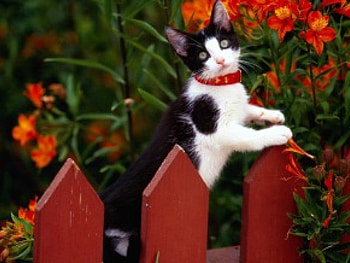 Cute Kitty, garden, flowers, black and white cat, fence HD wallpaper