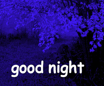 night in my garden, night, blue, garden, cherry blossoms HD wallpaper