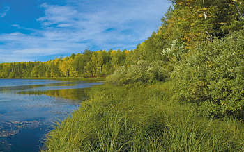 Nature, Rivers, Trees, Grass, Summer HD wallpaper