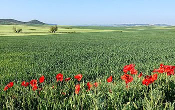 Fields in Spain, poppies, fields, grain, Spain HD wallpaper