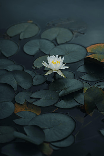 Flowers, Water, Leaves, Lotus, Flower, Petals, Basin HD phone wallpaper