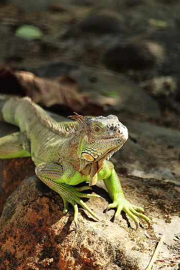 Animals, Rock, Stone, Lizard, Reptile, Scale, Scales, Iguana HD phone wallpaper