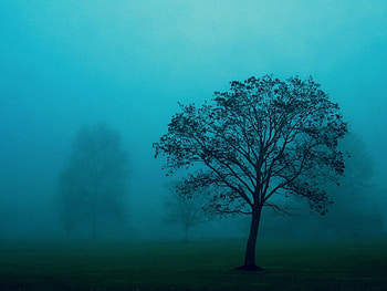 Nature, Wood, Tree, Fog, Field, Haze HD wallpaper