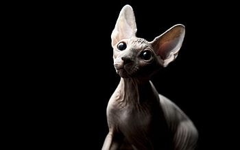 Animals, Sphinx, Cat, Shadow HD wallpaper